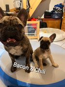 Bacon & Chilli 