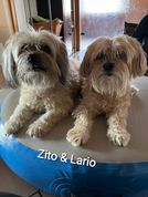 Zito & Lario 